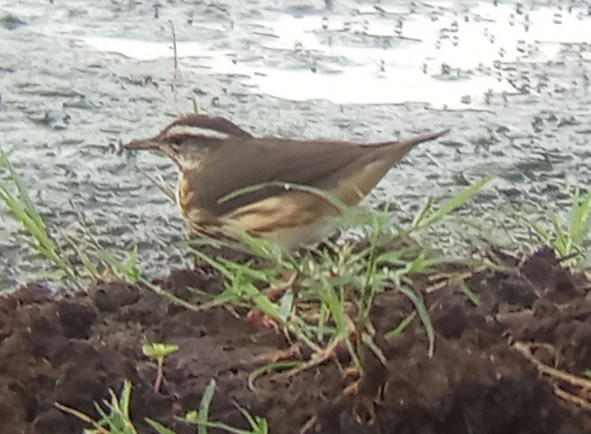 Louisiana Waterthrush - ML640536969