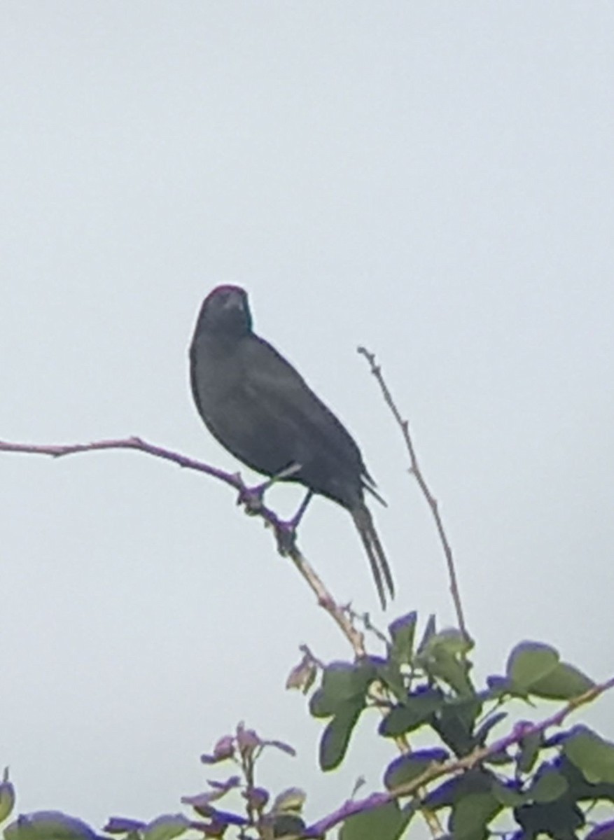 brunskuldertrupial - ML640536979