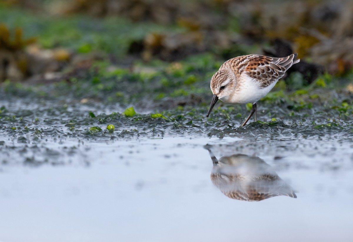 Western Sandpiper - ML640537002