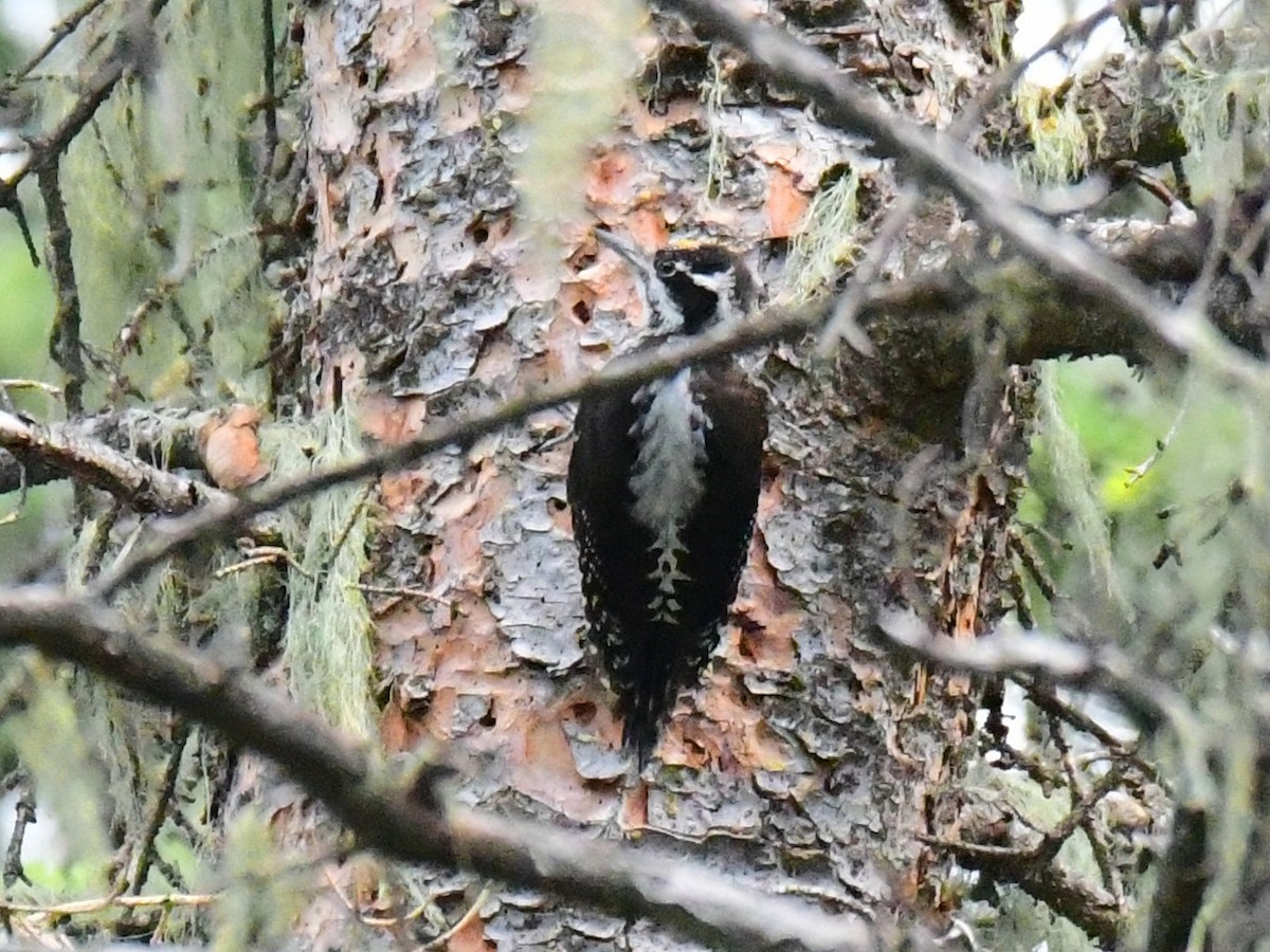 American Three-toed Woodpecker - ML640537006
