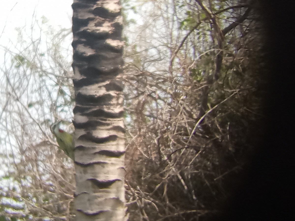 Cuban Green Woodpecker - ML640537020