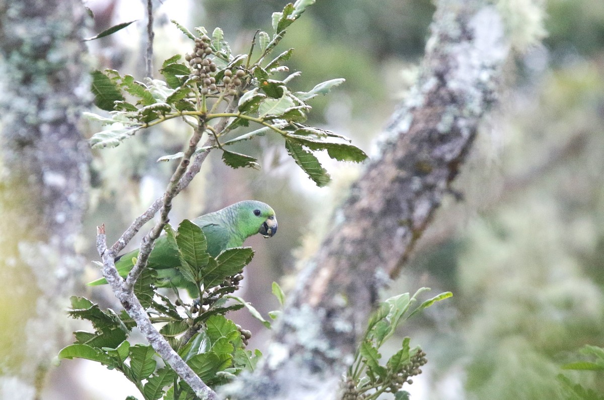 Scaly-naped Amazon - ML640537150