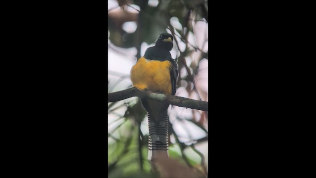 Kuzeyli Kara Gerdanlı Trogon - ML640537314