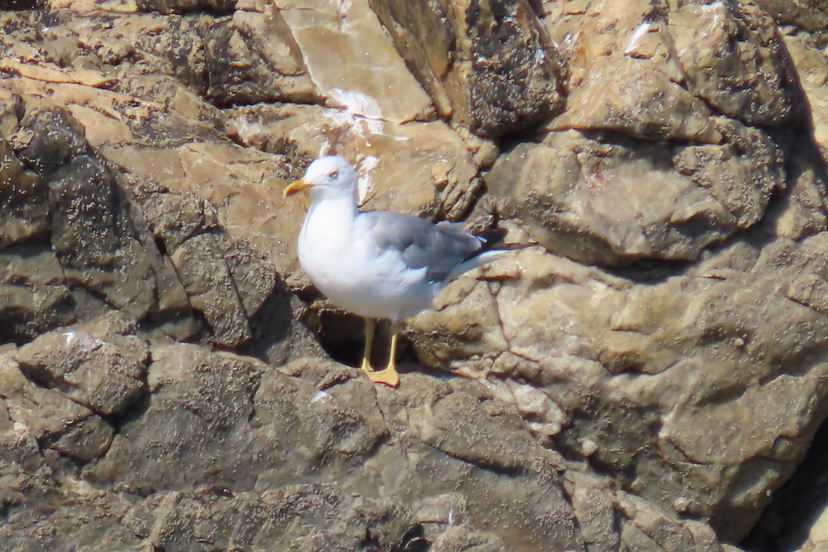 Yellow-legged Gull - ML640537366