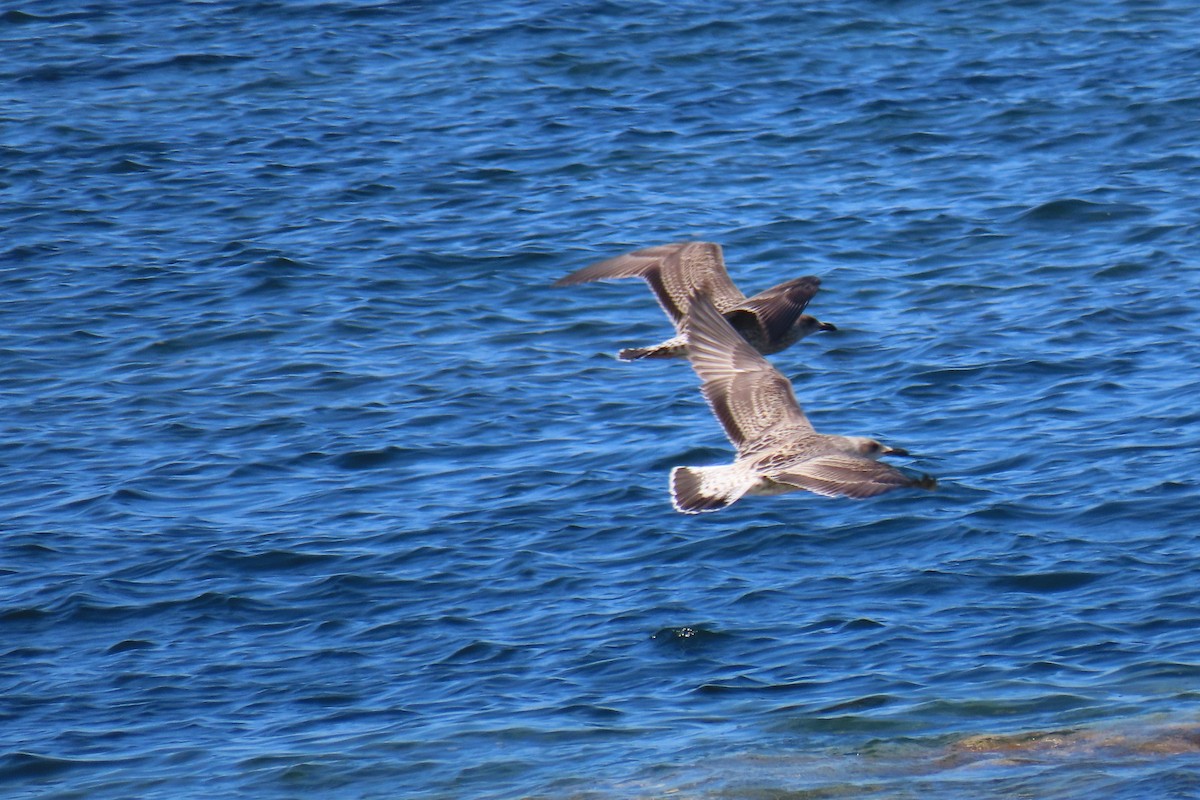 Yellow-legged Gull - ML640537382