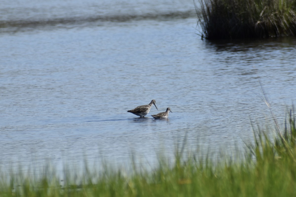 Lesser Yellowlegs - ML640537445