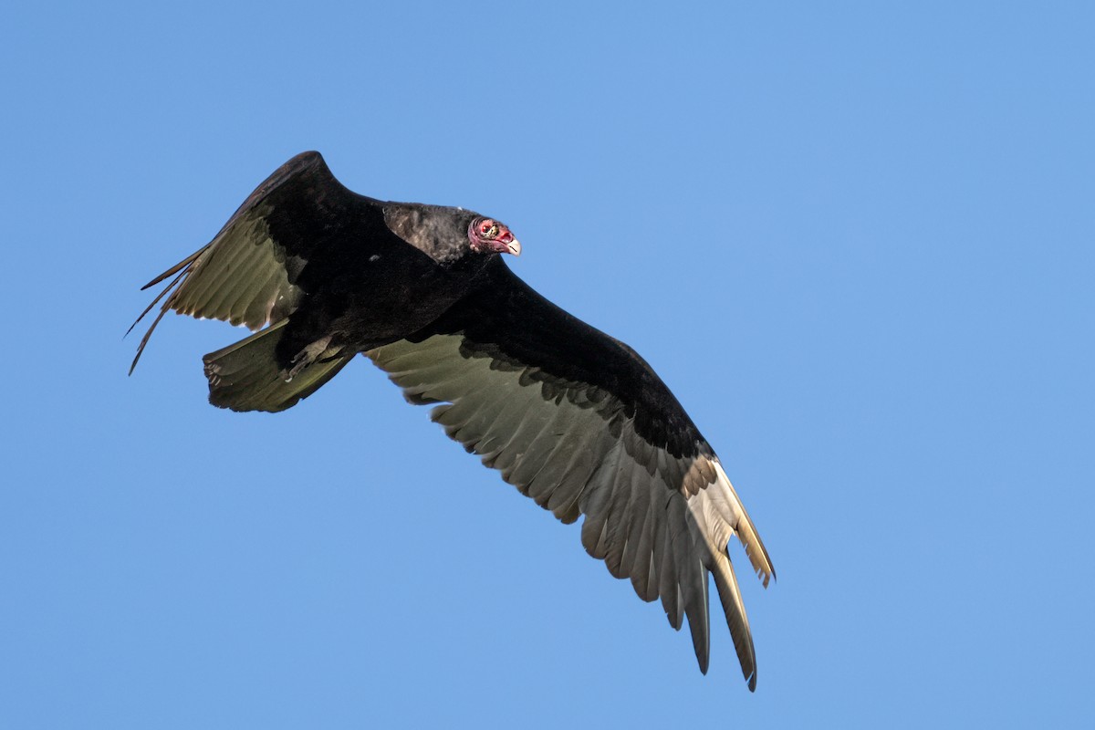 Turkey Vulture - ML640537459