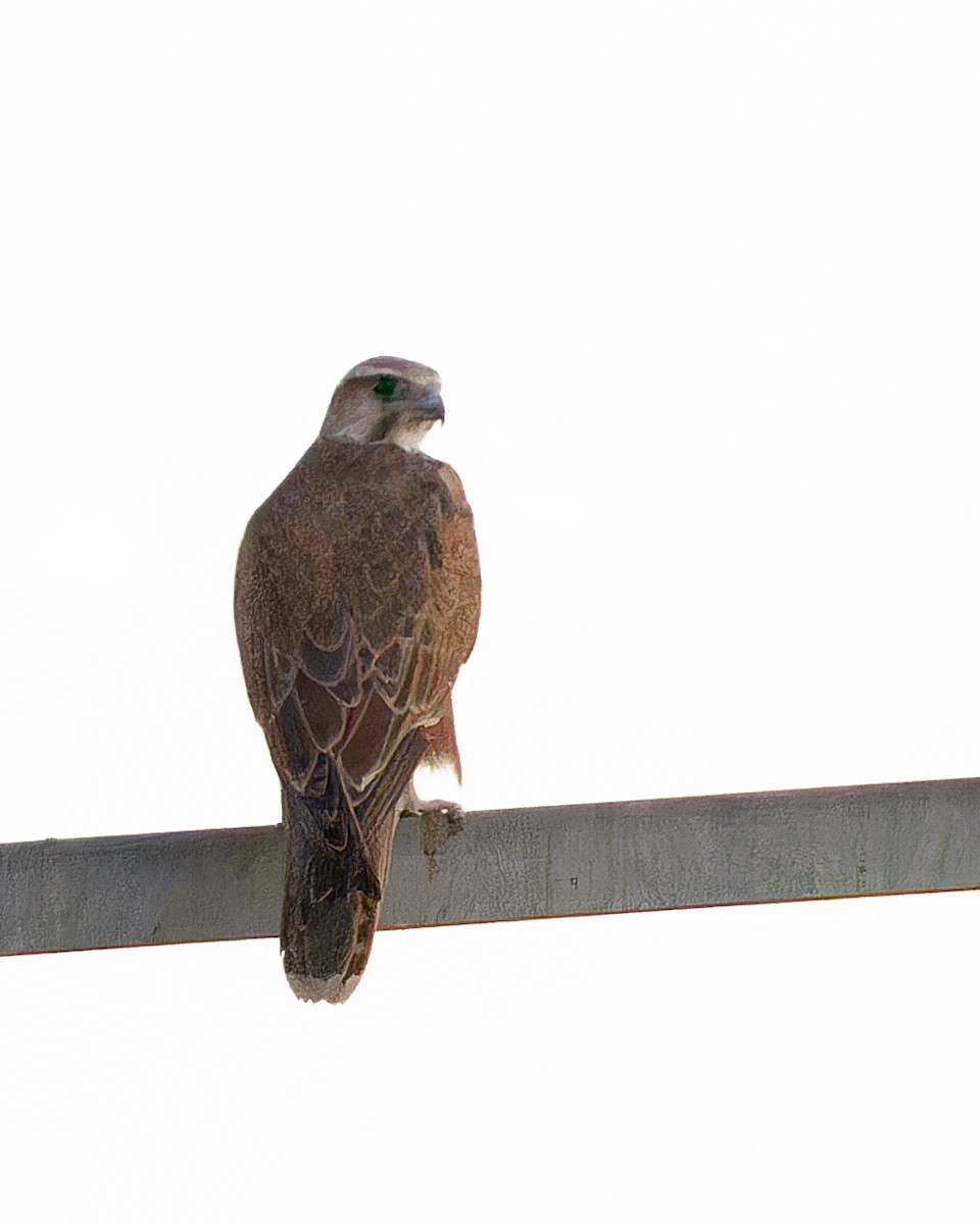 Saker Falcon - ML640537478