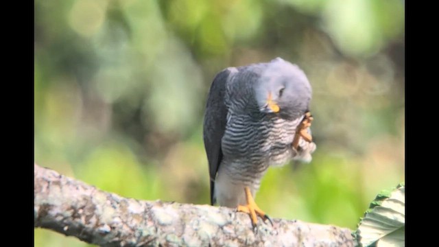 Gray Hawk - ML640537482