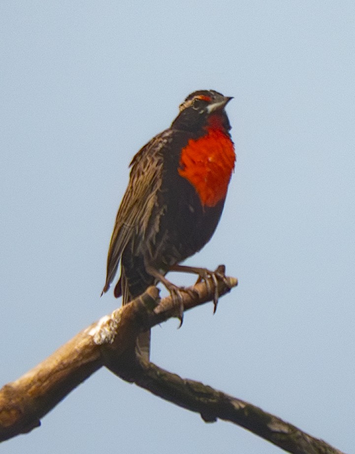 Peruvian Meadowlark - ML640537530