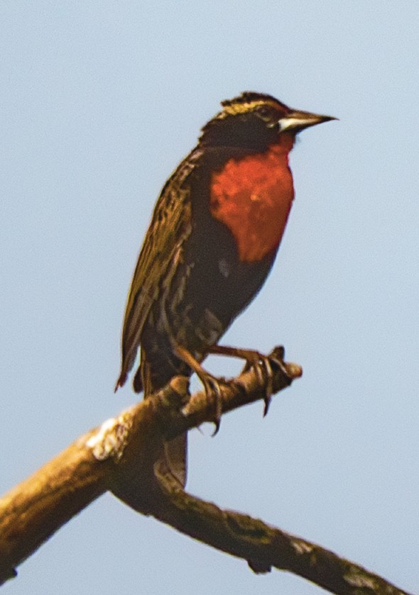 Peruvian Meadowlark - ML640537531