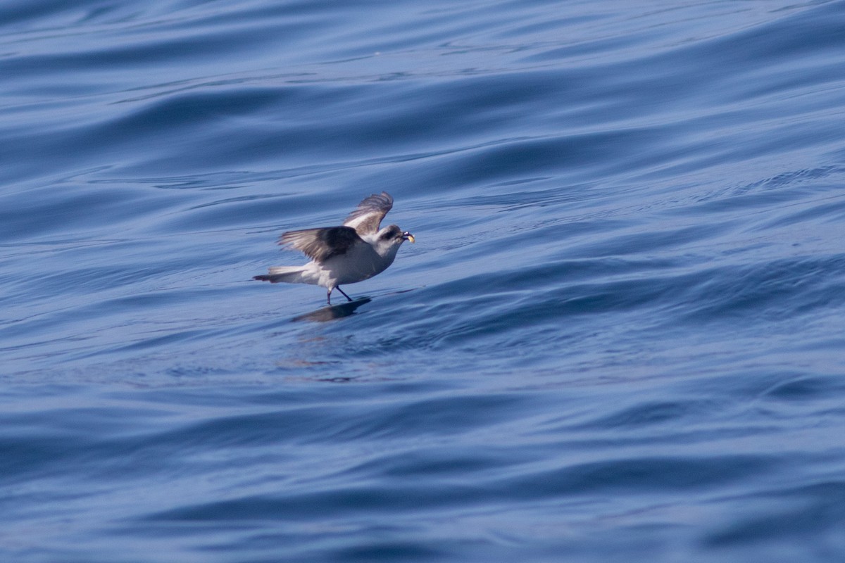 Fork-tailed Storm-Petrel - ML640537546