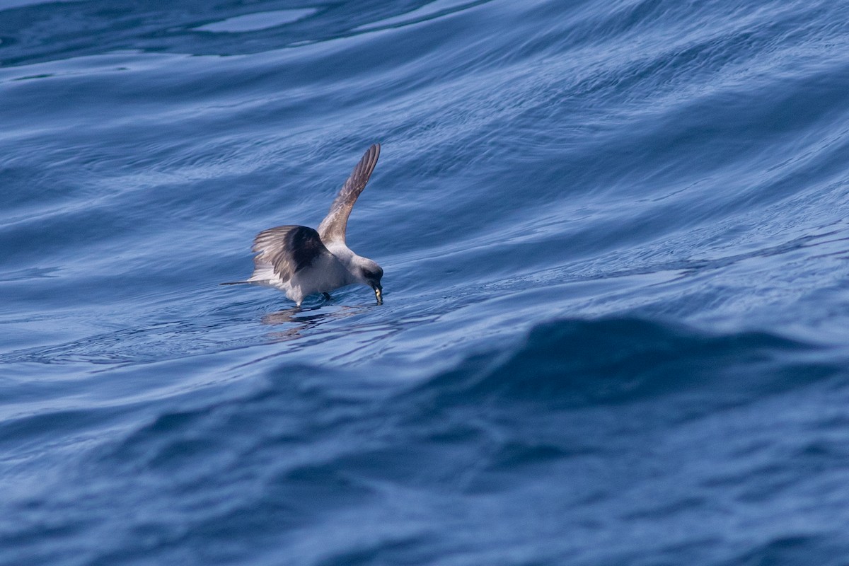 Fork-tailed Storm-Petrel - ML640537547
