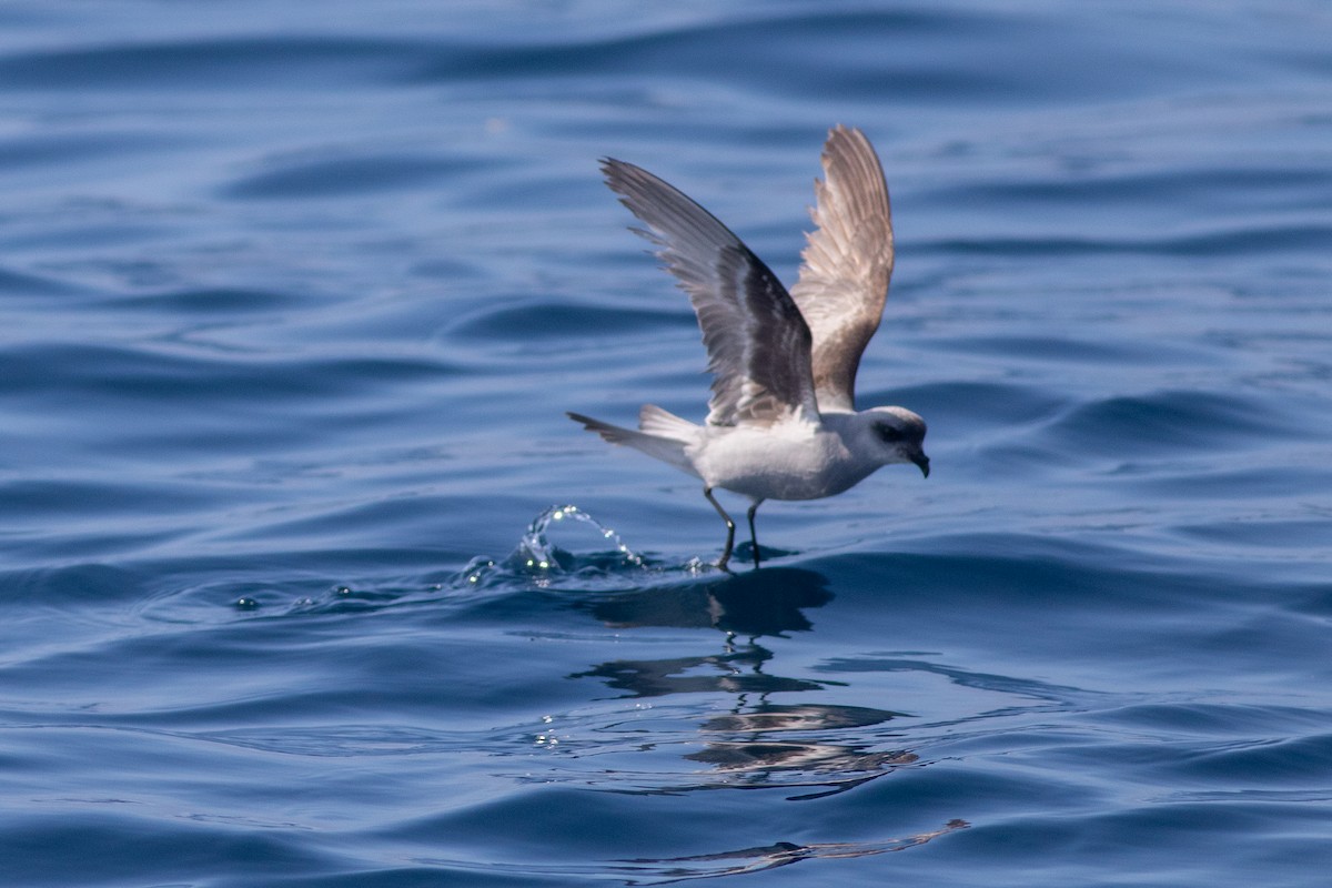 Fork-tailed Storm-Petrel - ML640537548