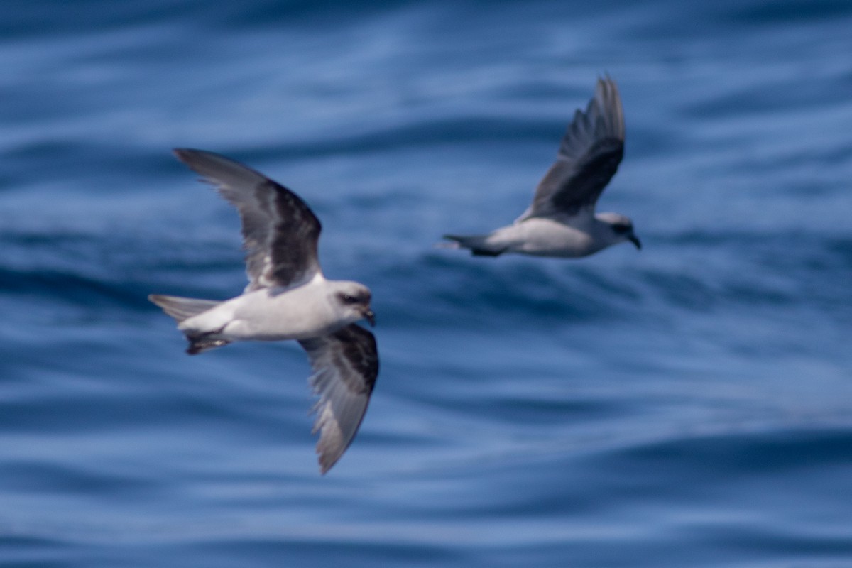 Fork-tailed Storm-Petrel - ML640537554