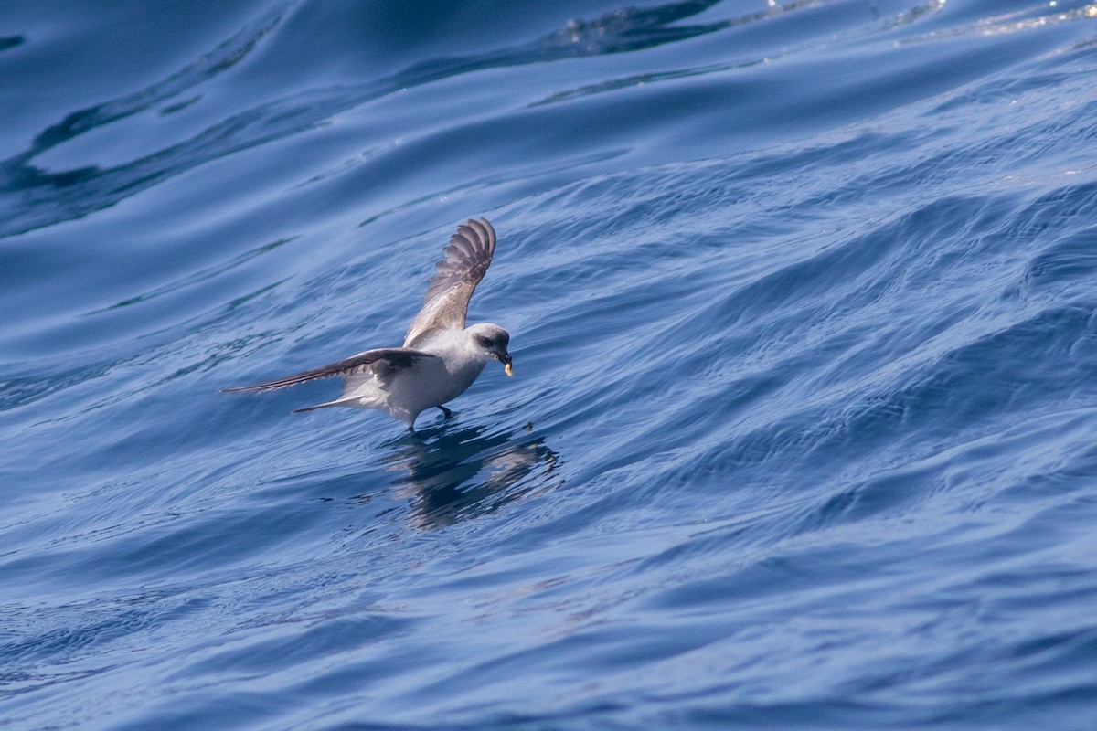 Fork-tailed Storm-Petrel - ML640537555