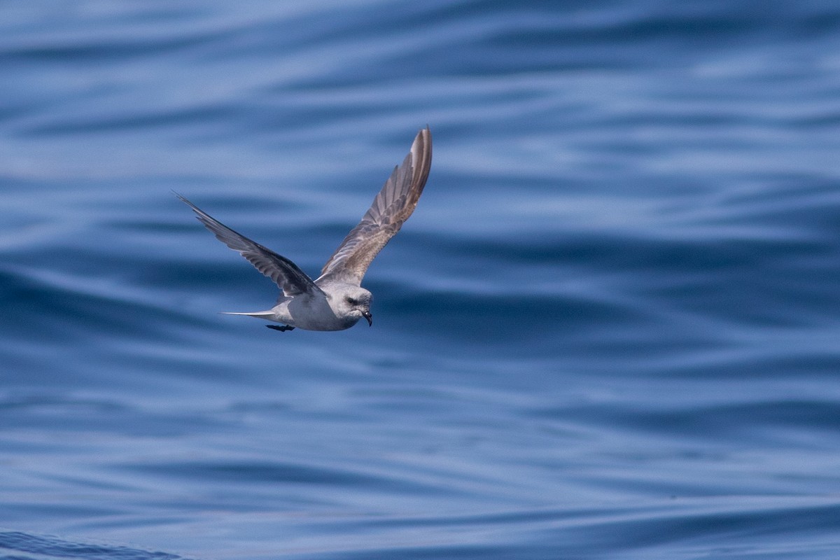 Fork-tailed Storm-Petrel - ML640537556