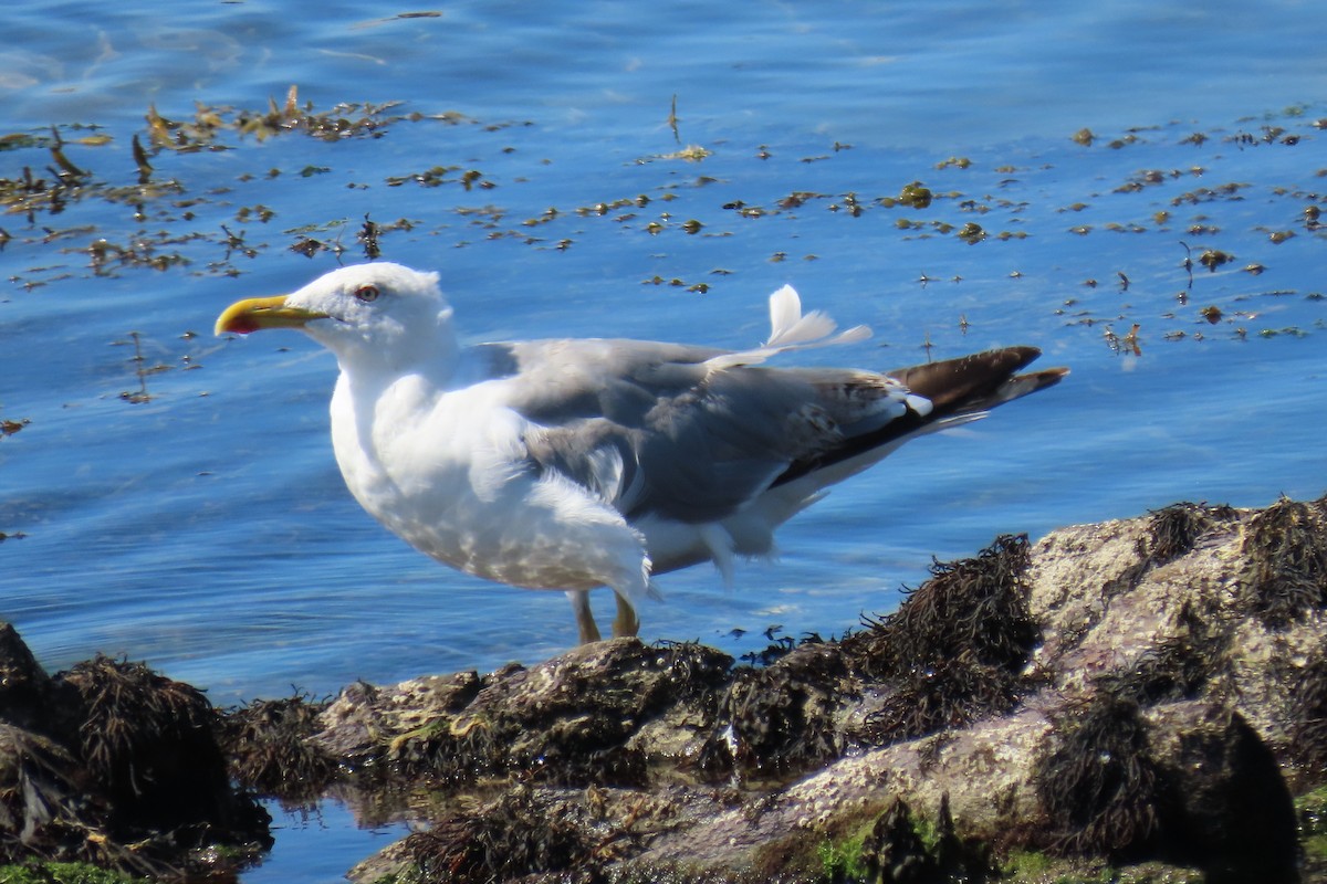 Yellow-legged Gull - ML640537598