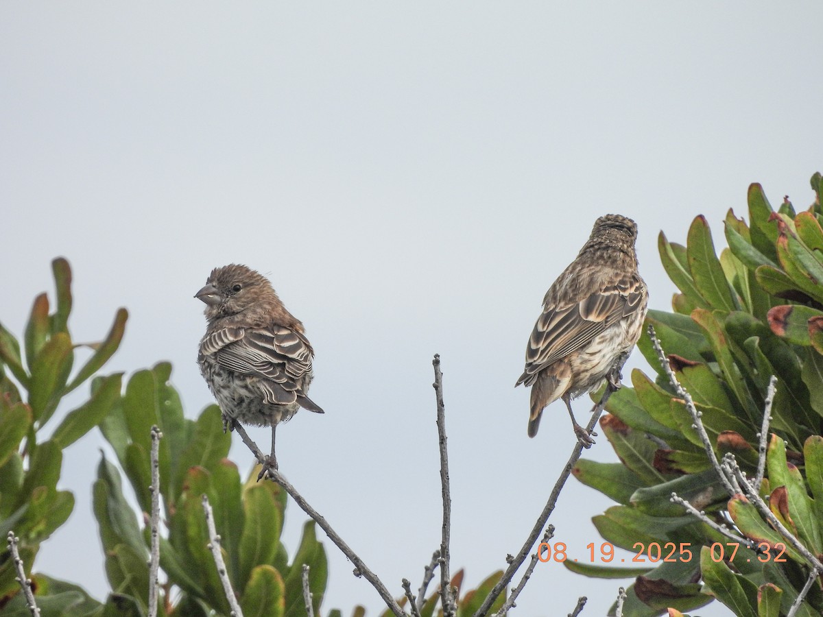 House Finch - ML640537630