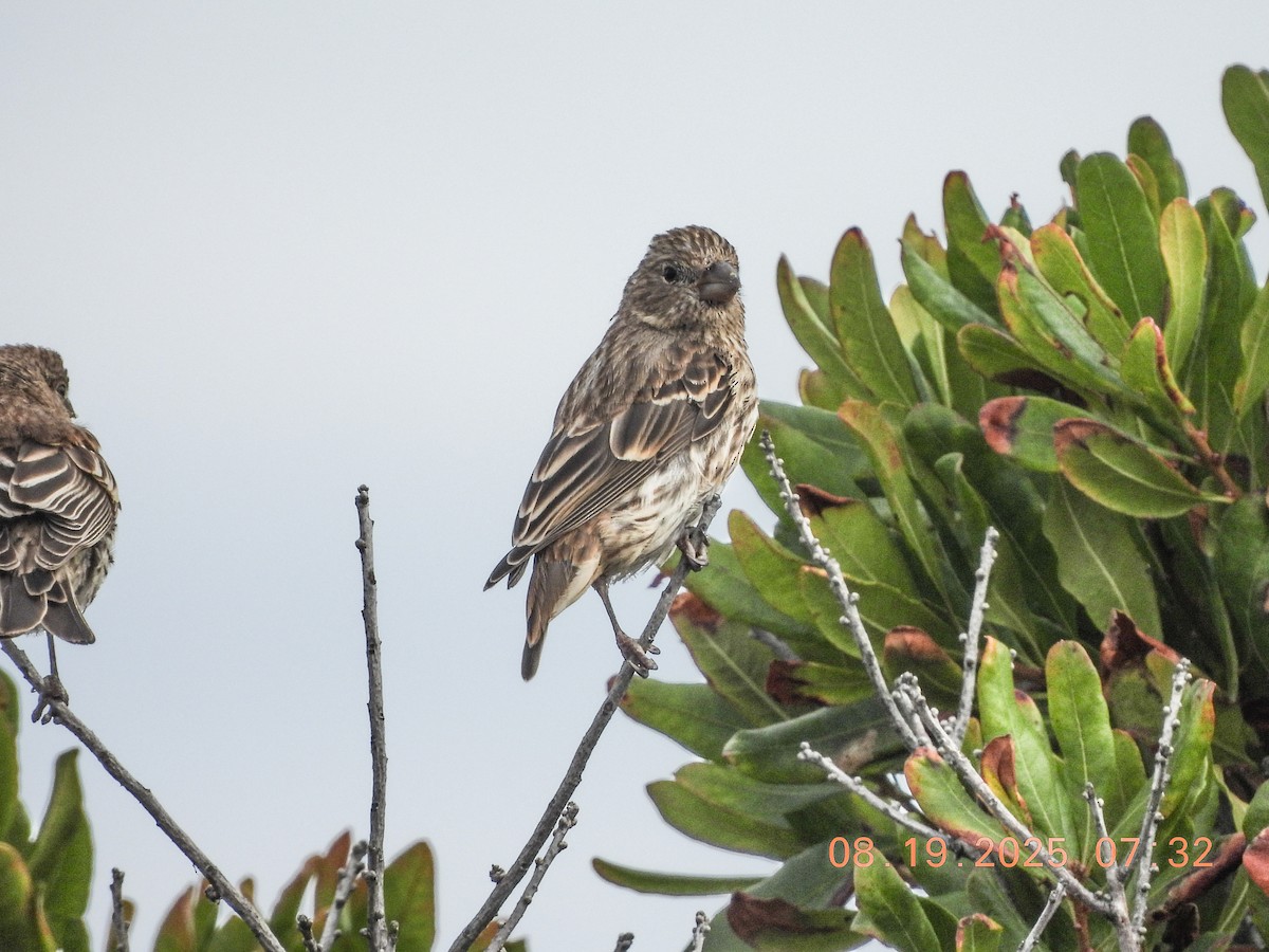 House Finch - ML640537631