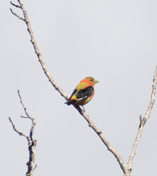 Scarlet Tanager - ML640537656