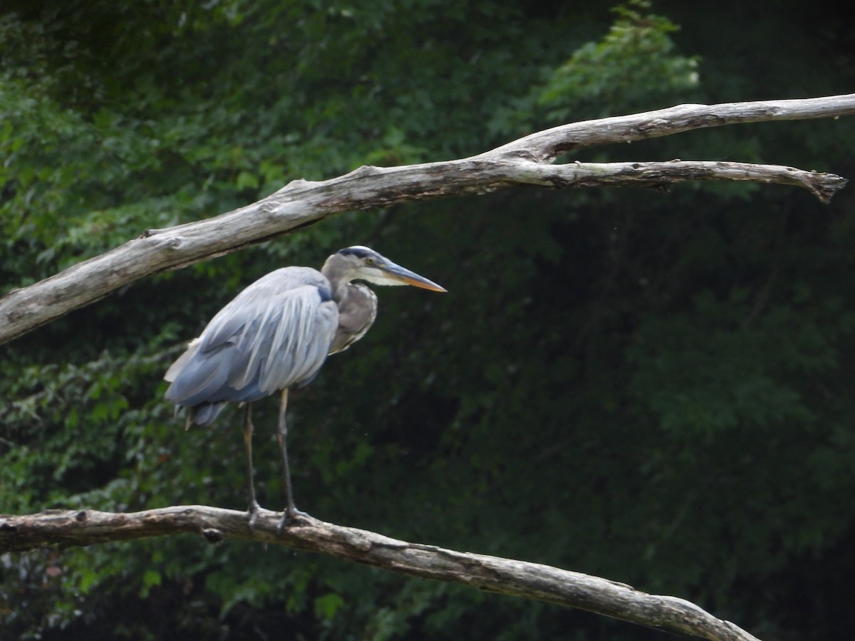 Great Blue Heron - ML640537838