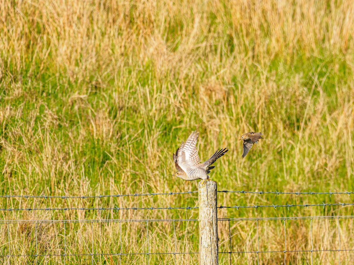 Common Cuckoo - ML640537903