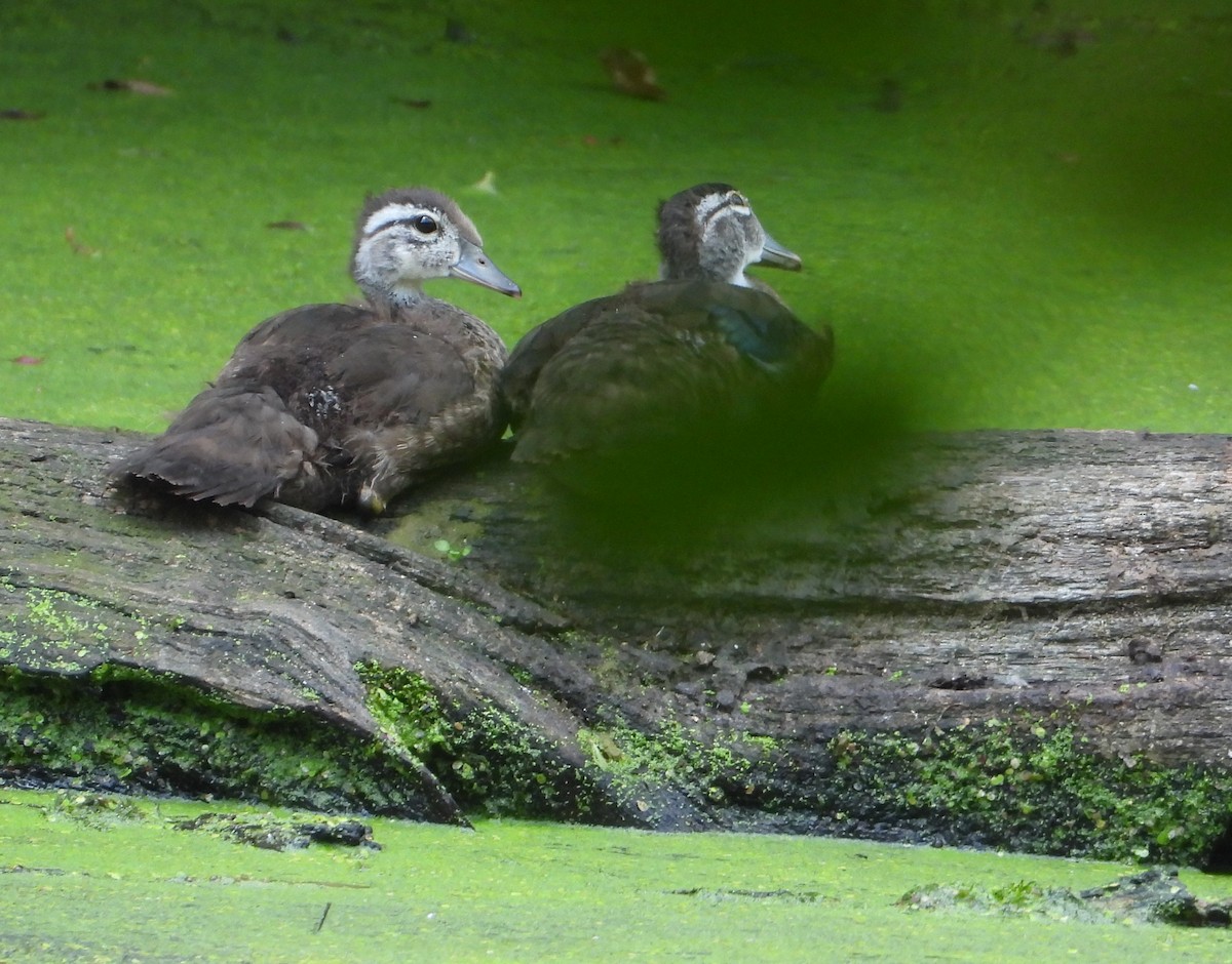 Wood Duck - ML640537972