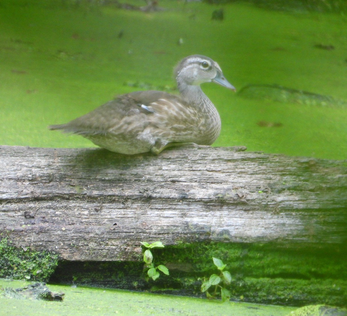 Wood Duck - ML640537974