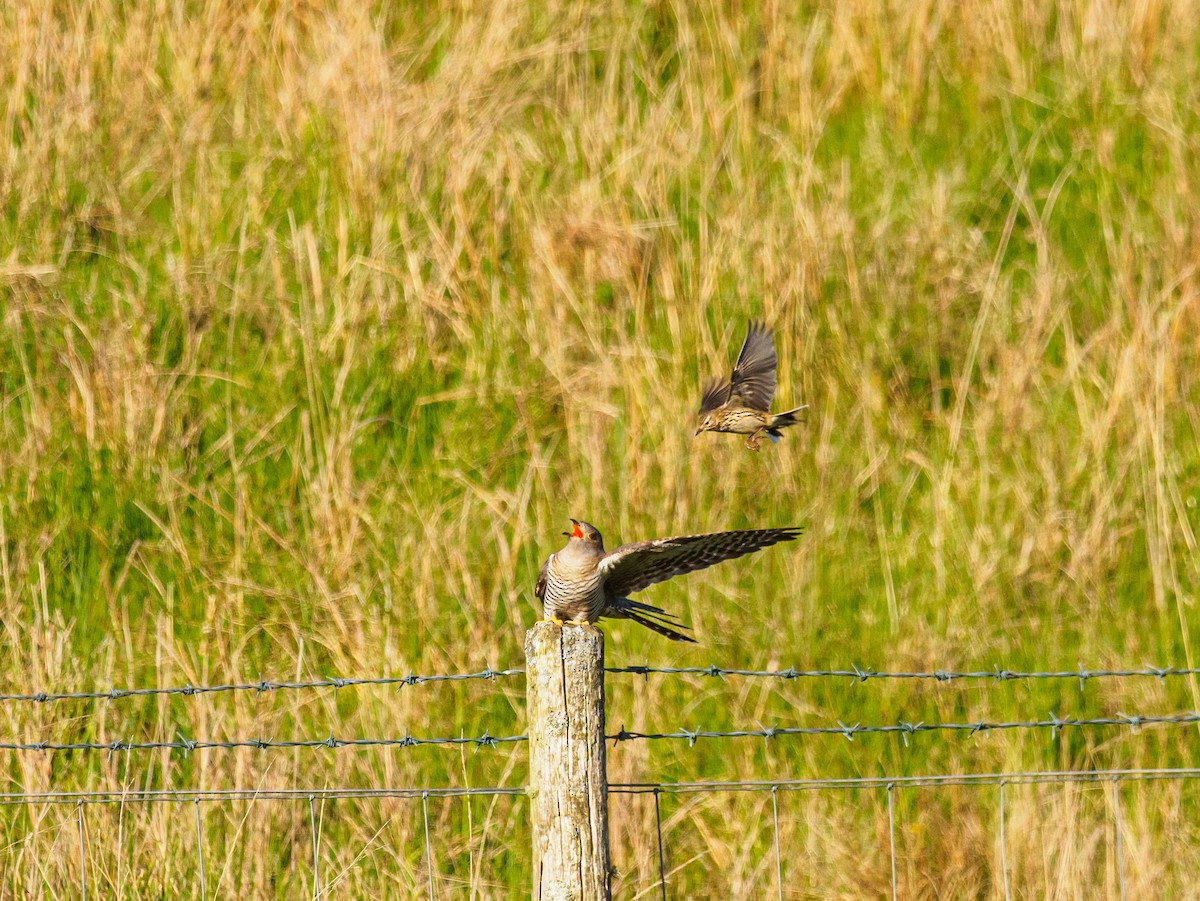 Meadow Pipit - ML640537978