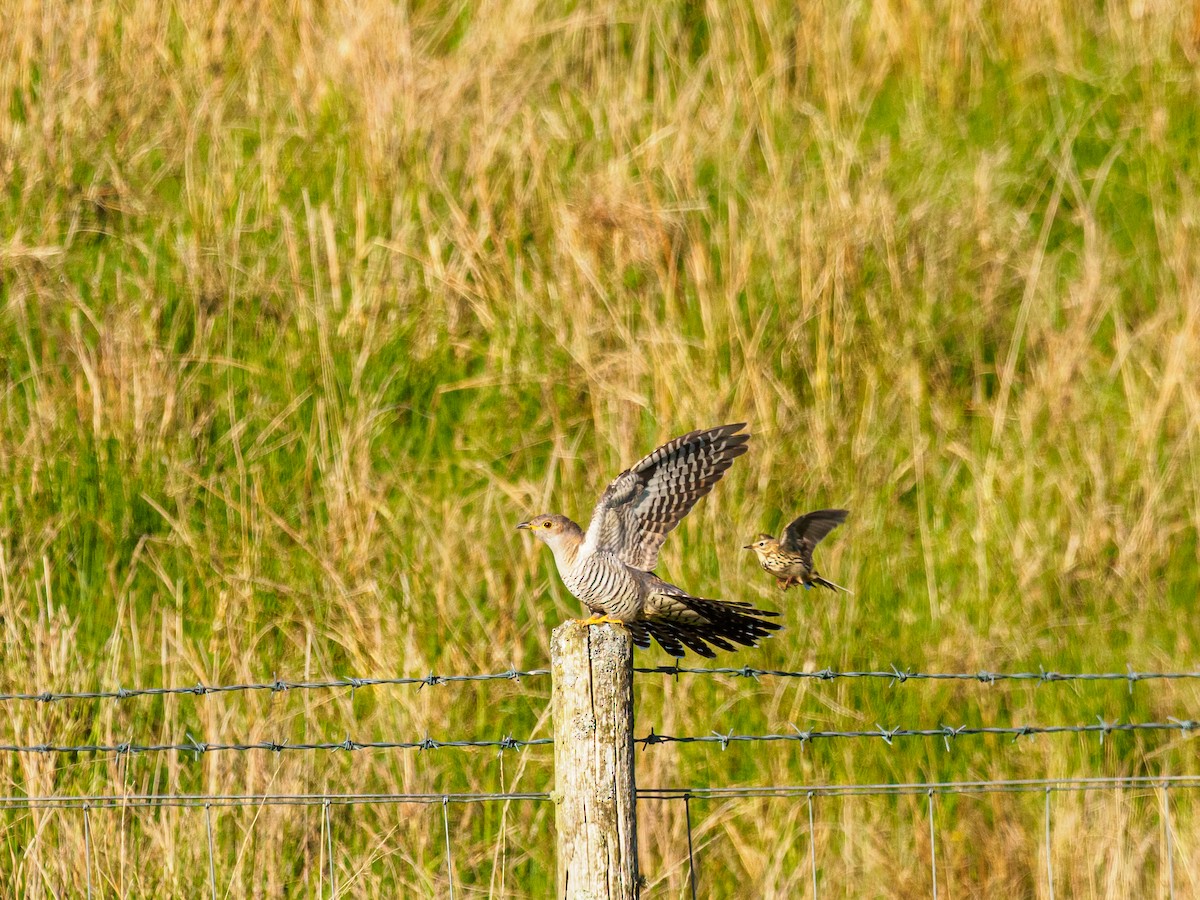 Meadow Pipit - ML640537979