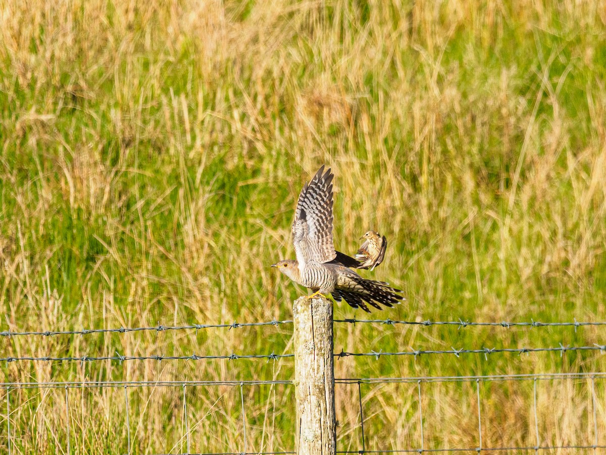 Meadow Pipit - ML640537980