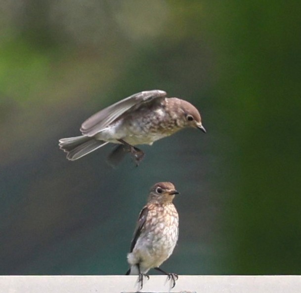 Eastern Bluebird - ML640537988