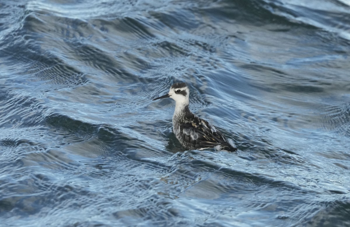 アカエリヒレアシシギ - ML640538051