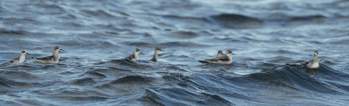 アカエリヒレアシシギ - ML640538052