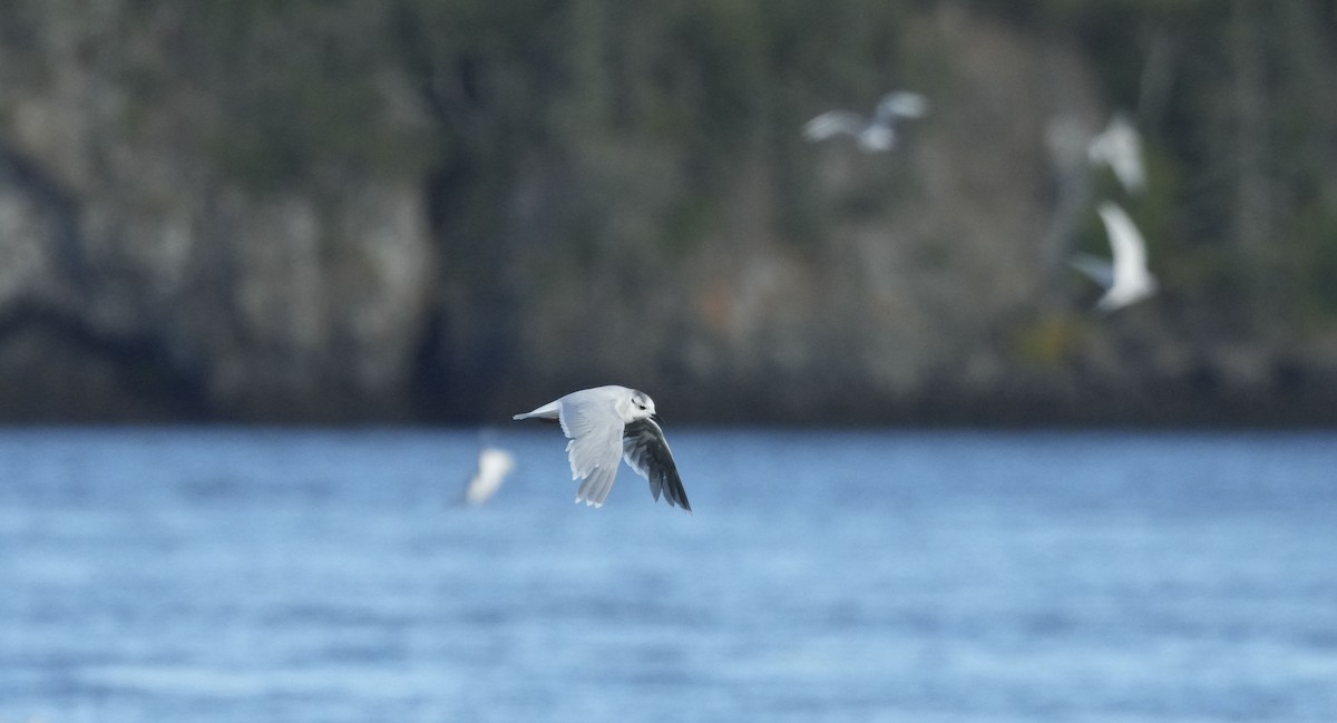 ヒメカモメ - ML640538062