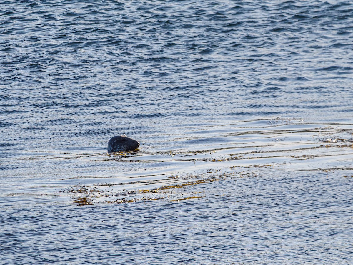 Grey Seal - ML640538063