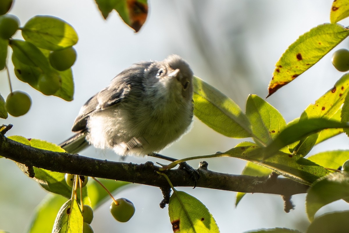 Blue-gray Gnatcatcher - ML640538107