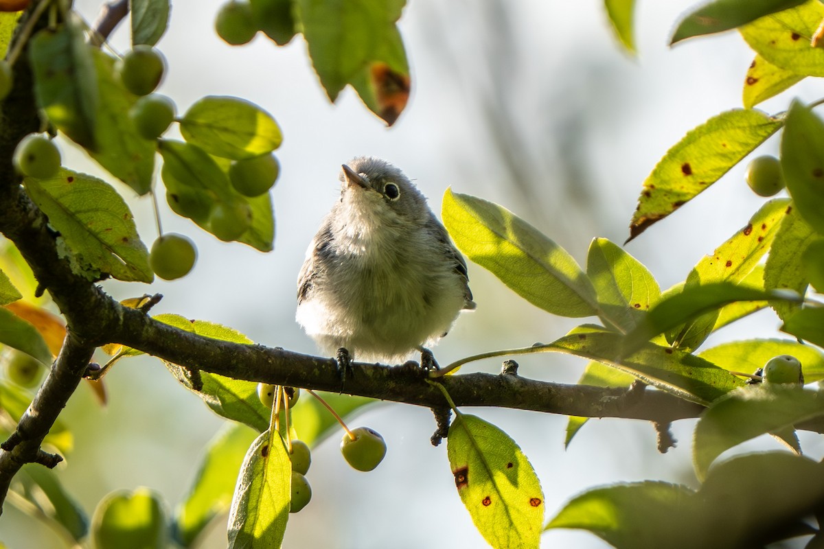 Blue-gray Gnatcatcher - ML640538108