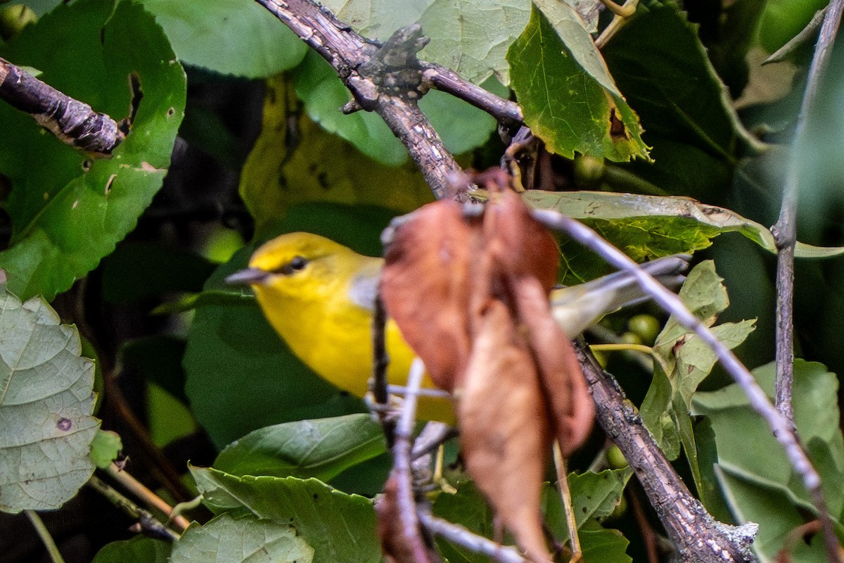 Blue-winged Warbler - ML640538133