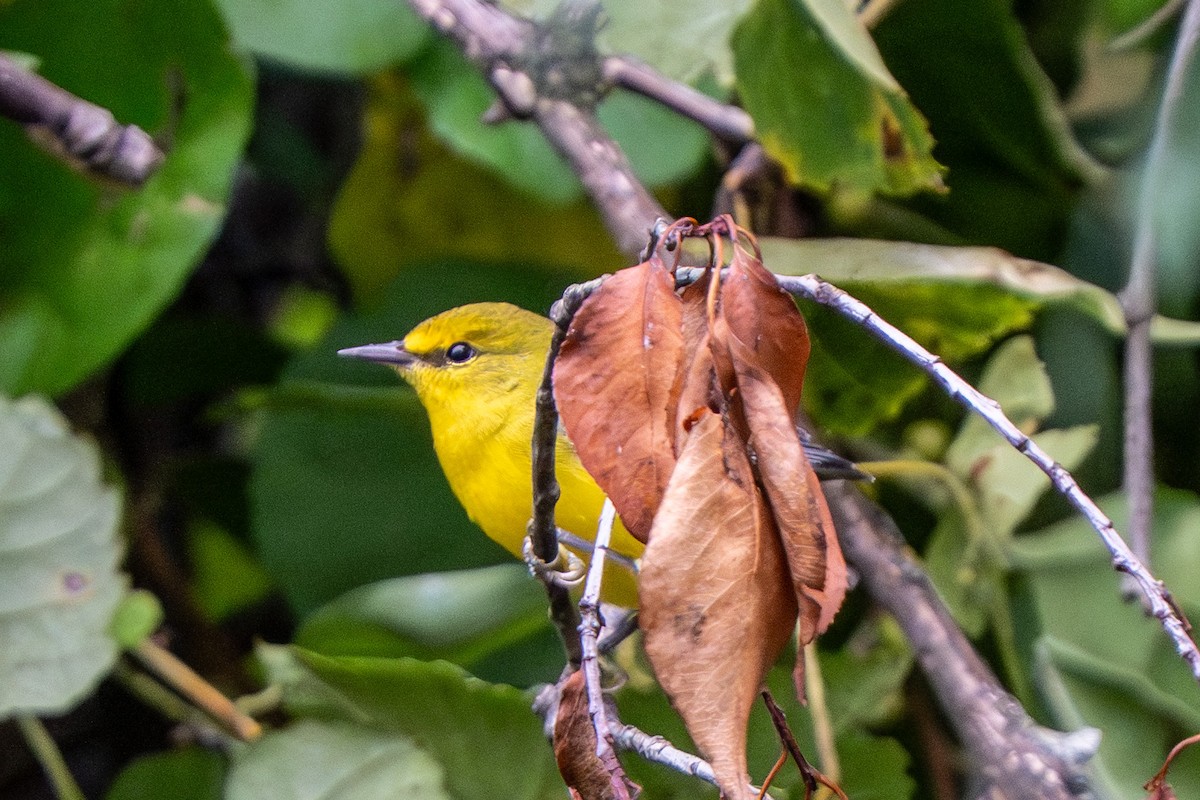 Blue-winged Warbler - ML640538134