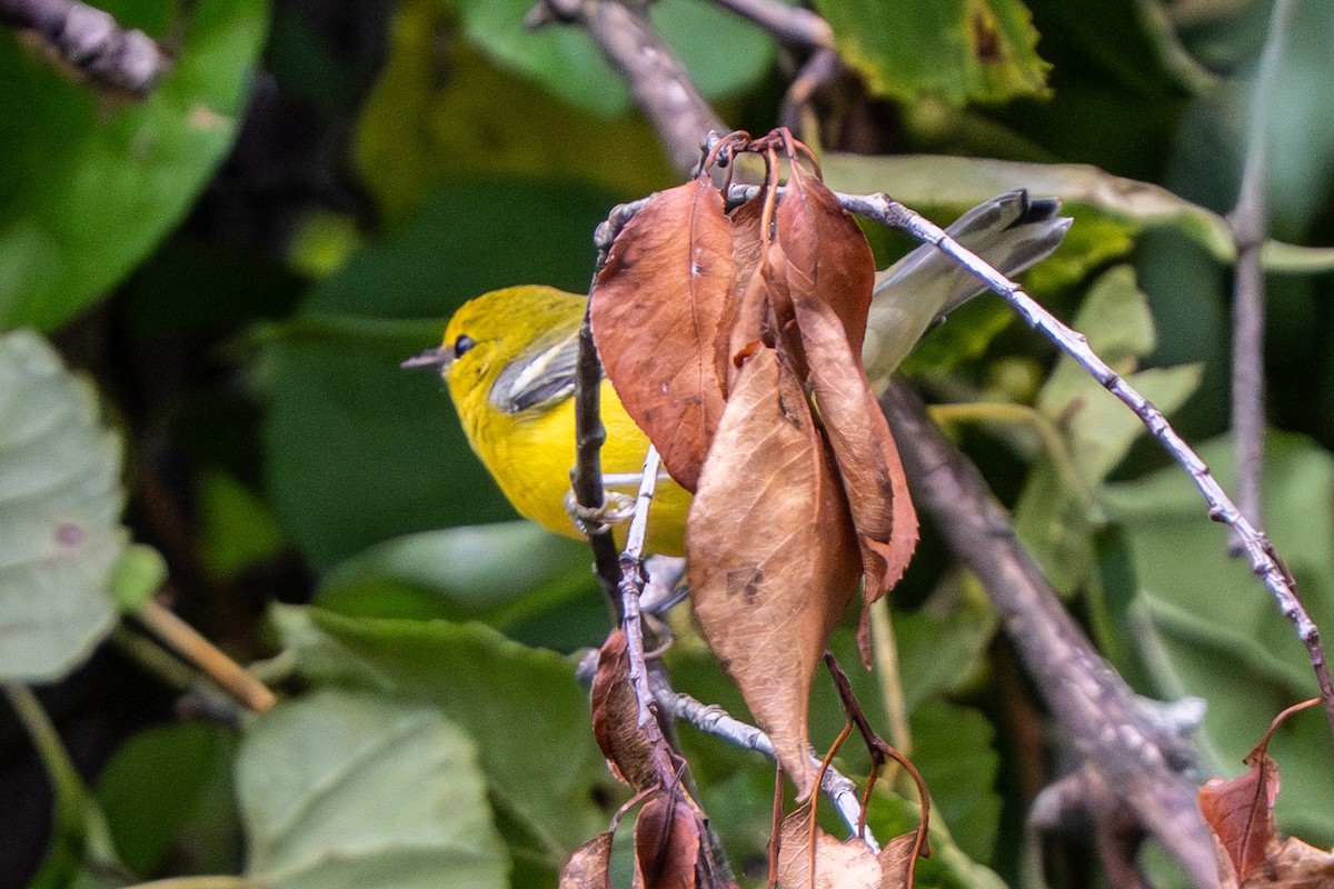 Blue-winged Warbler - ML640538135