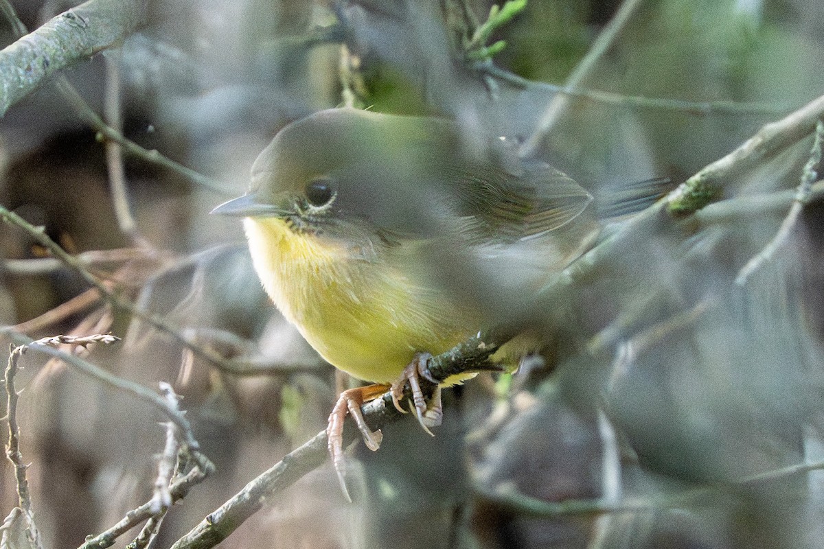 Common Yellowthroat - ML640538152