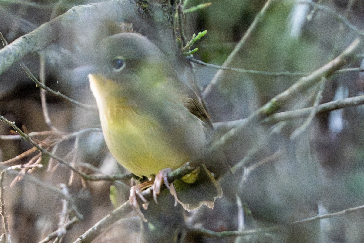 Common Yellowthroat - ML640538153