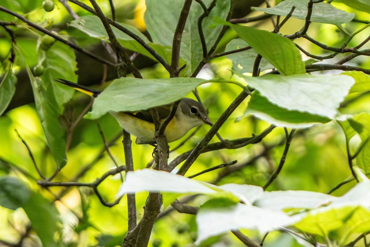 American Redstart - ML640538164