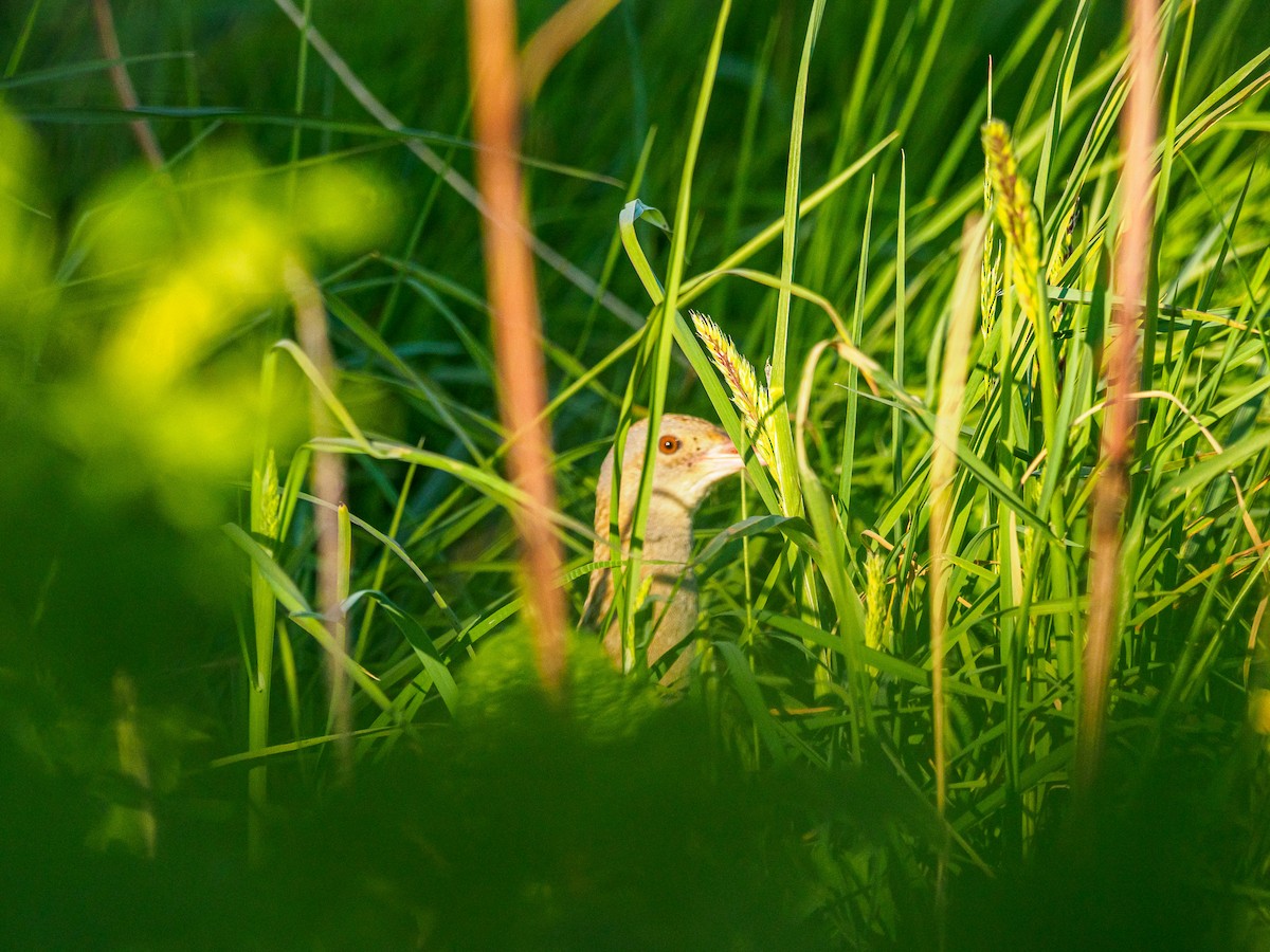 Corn Crake - ML640538179
