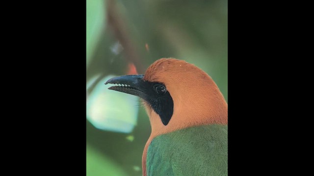 Rufous Motmot - ML640538196