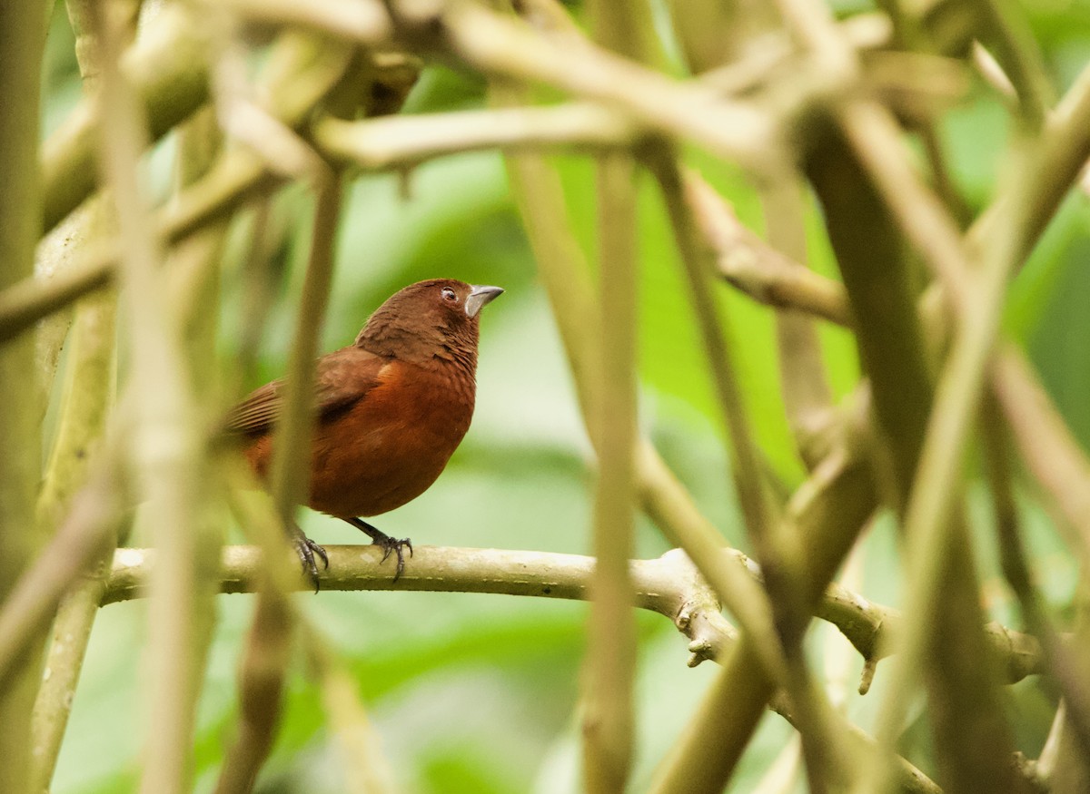 Silver-beaked Tanager - ML640538249