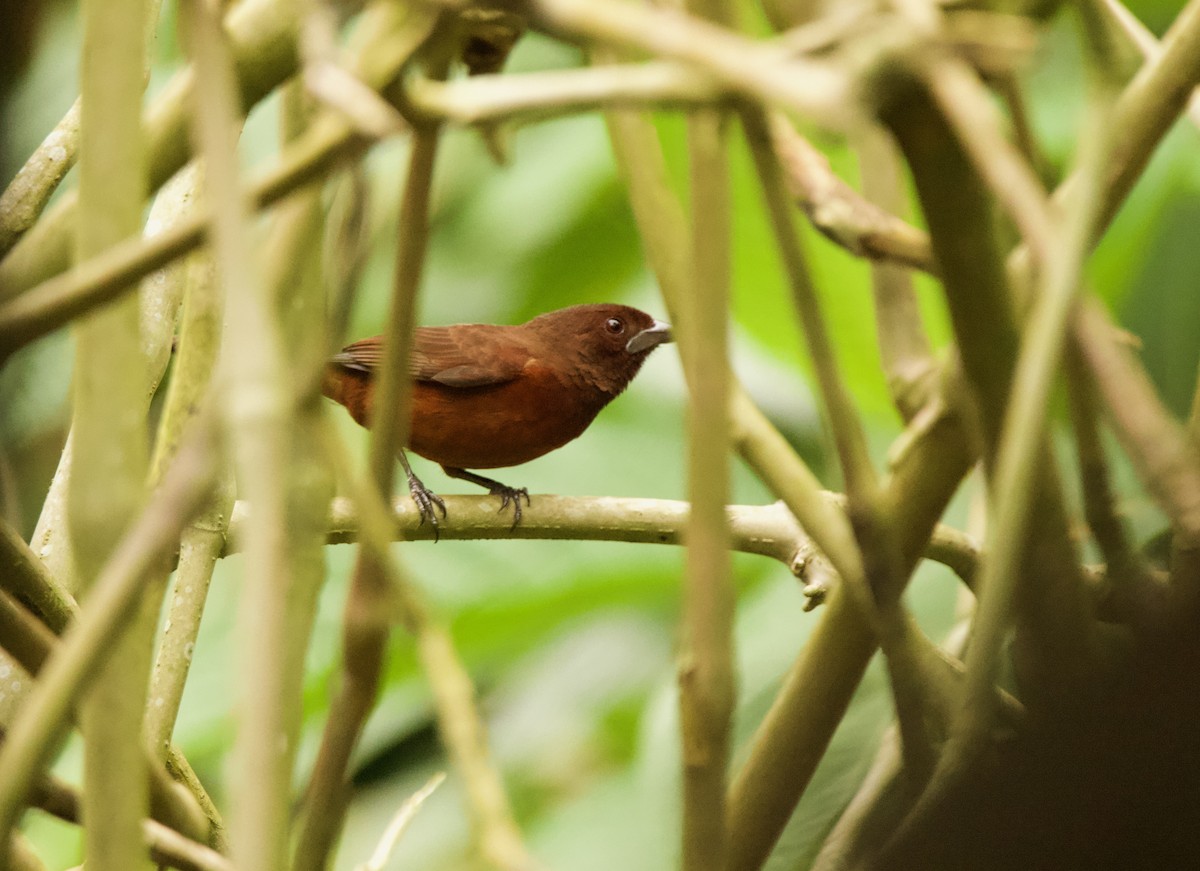 Silver-beaked Tanager - ML640538250