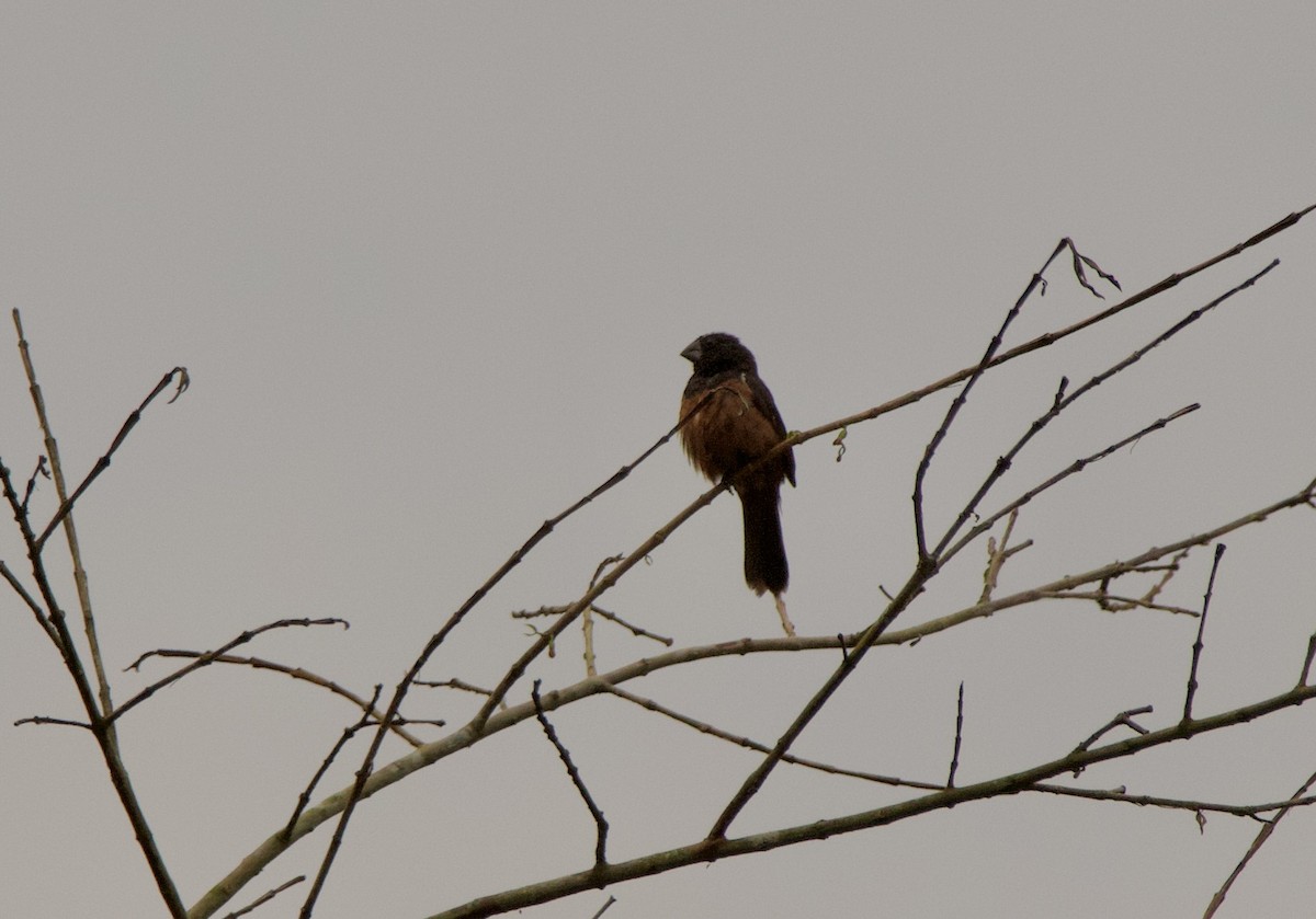 Chestnut-bellied Seed-Finch - ML640538257